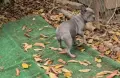 Син със сини очи френски булдог, снимка 2