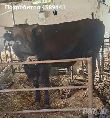 Продавам теле порода Джерсей 