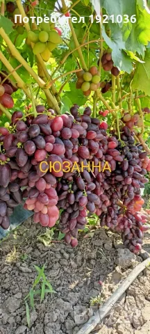 Бутикови сортове грозде
