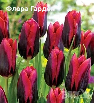 Луковици ЛАЛЕТА, снимка 2 - Градински цветя и растения - 56629976