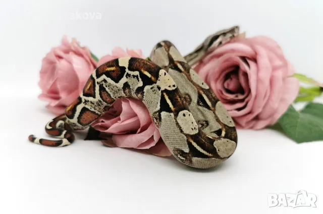 Boa constrictor imperator /Боа удушвач, снимка 2 - Змии - 56737740