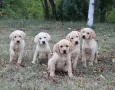 Лабрадор / Лабрадорчета, снимка 3