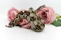 Boa constrictor imperator /Боа удушвач, снимка 2