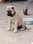 Здраво и ваксинирано Кангалче., снимка 2