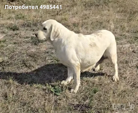 Лабрадор ретривър отгледани женски, снимка 7 - Лабрадор ретривър - 56595046