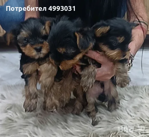 Йоркширски териер, снимка 2 - Йоркширски териер - 56705968
