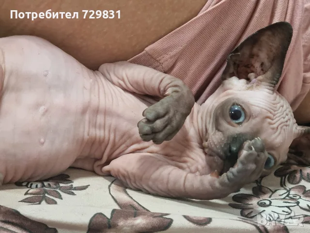 Сфинкс, момче, с две ваксини