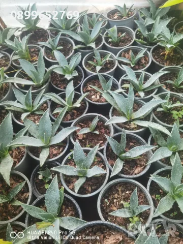 Синьо агаве (Agave tequilana)