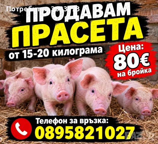 прасета от Село Тополчане 
