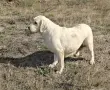 Лабрадор ретривър отгледани женски, снимка 7