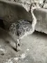 Африкански щраус, снимка 1