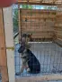Продавам женски немска овчарка , снимка 3