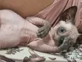 Котенце сфинкс, мъжко, снимка 1