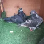 Продавам гълъби, снимка 7