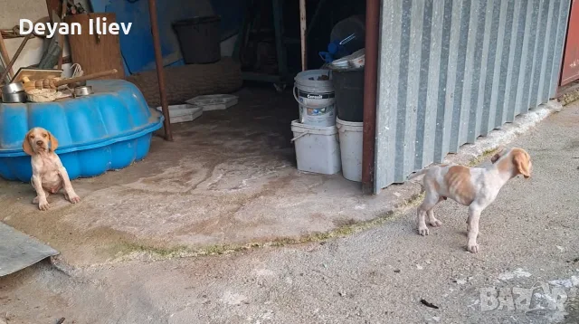 Англйски Пойнтер, снимка 4 - Пойнтер - 56582474