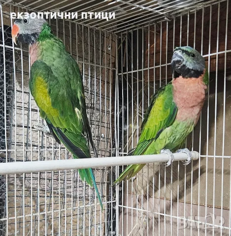 Продавам Двойка Розовогърди 