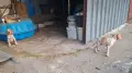 Англйски Пойнтер, снимка 4