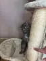 Персийско момченце , снимка 8