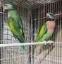 Продавам Двойка Розовогърди , снимка 1