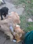 Продавам кокерчета , снимка 2