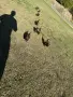 Белгийска овчарка, снимка 5