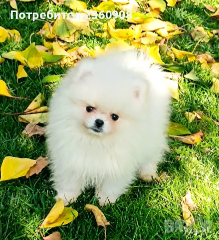 Померан, померанче 
