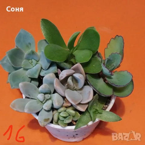 Сукуленти микс вкоренени, снимка 16 - Стайни растения - 56584249