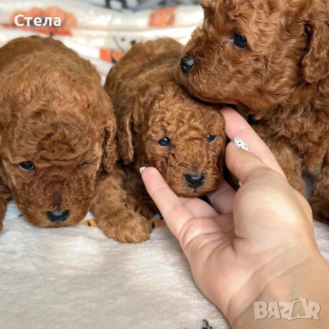 Toy poodle той пудел, снимка 14 - Пудели - 56555077