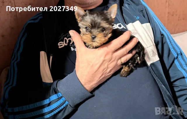 Женско куче  йорки, снимка 2 - Йоркширски териер - 56569268