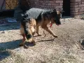 Продавам немска овчарка , снимка 5
