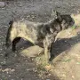 Женски френски булдог , снимка 3