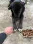 кученце за осиновяване, снимка 4