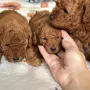 Toy poodle той пудел, снимка 14