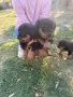 Чакат нови родители , снимка 6