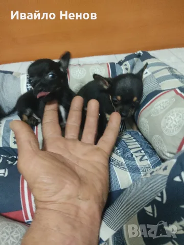 продавам чихопинпери , снимка 2 - Чихуахуа - 56727976