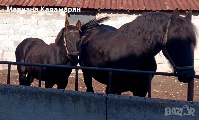 Фризийче мъжко на 5 месеца