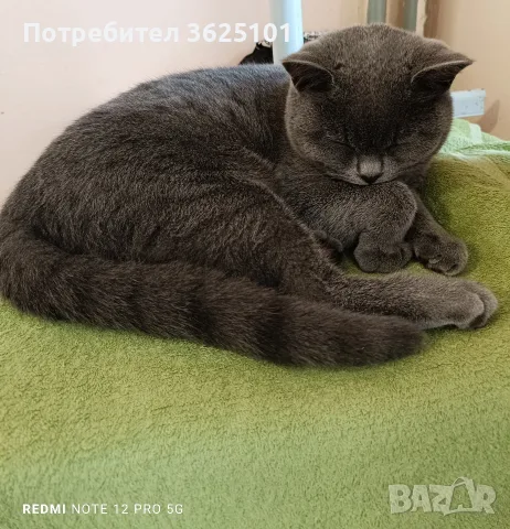 Прекрасен Британец късокосмест , снимка 3 - Британска късокосместа - 56744395