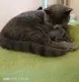 Прекрасен Британец късокосмест , снимка 3