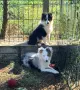 продавам кученца шелти, снимка 7