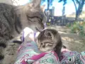 малки сладки котенца, снимка 4