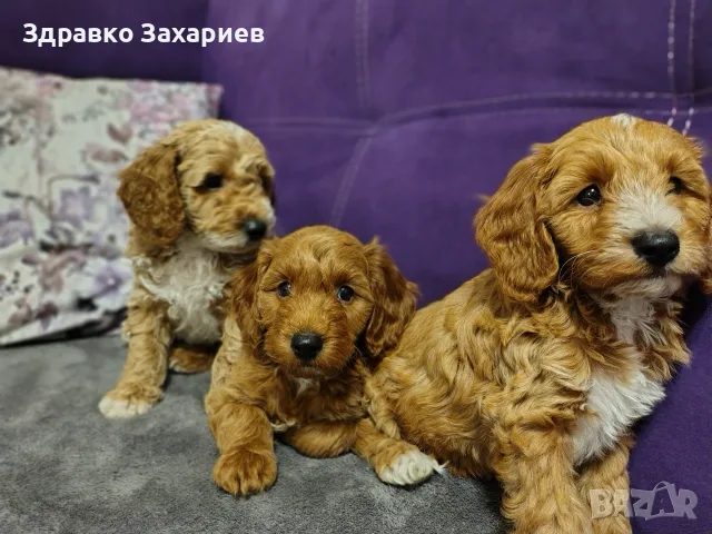 Той пудел червено