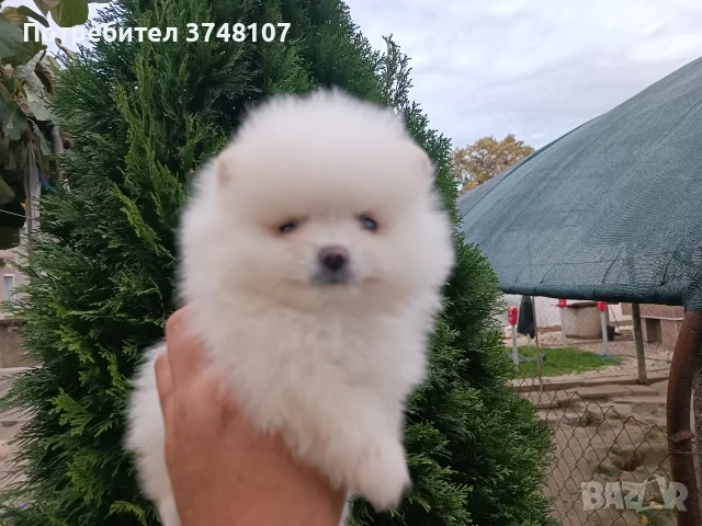Померан/Померани , снимка 8 - Померан - 56741093