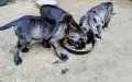Продавам кученца Кане Корсо , снимка 6
