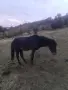 Продава се мъжкар , снимка 3