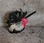 Продавам Младо Шабо, снимка 1