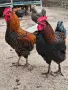 продавам петли за разплод, снимка 3