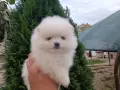 Померан/Померани , снимка 8