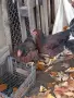 Катунски ярки на 5 месеца, снимка 5