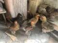 Яребични брами. , снимка 1