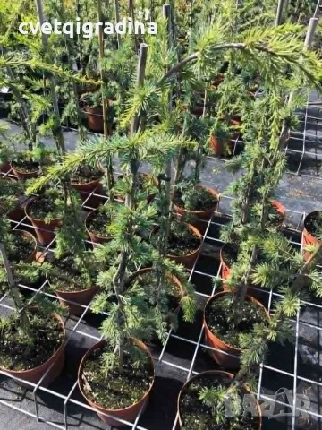 Cedrus deodara ‘Pendula’ (Хималайски кедър ‘Пендула’), снимка 2 - Градински цветя и растения - 56655651